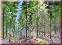 Wlder des Fichtelgebirges